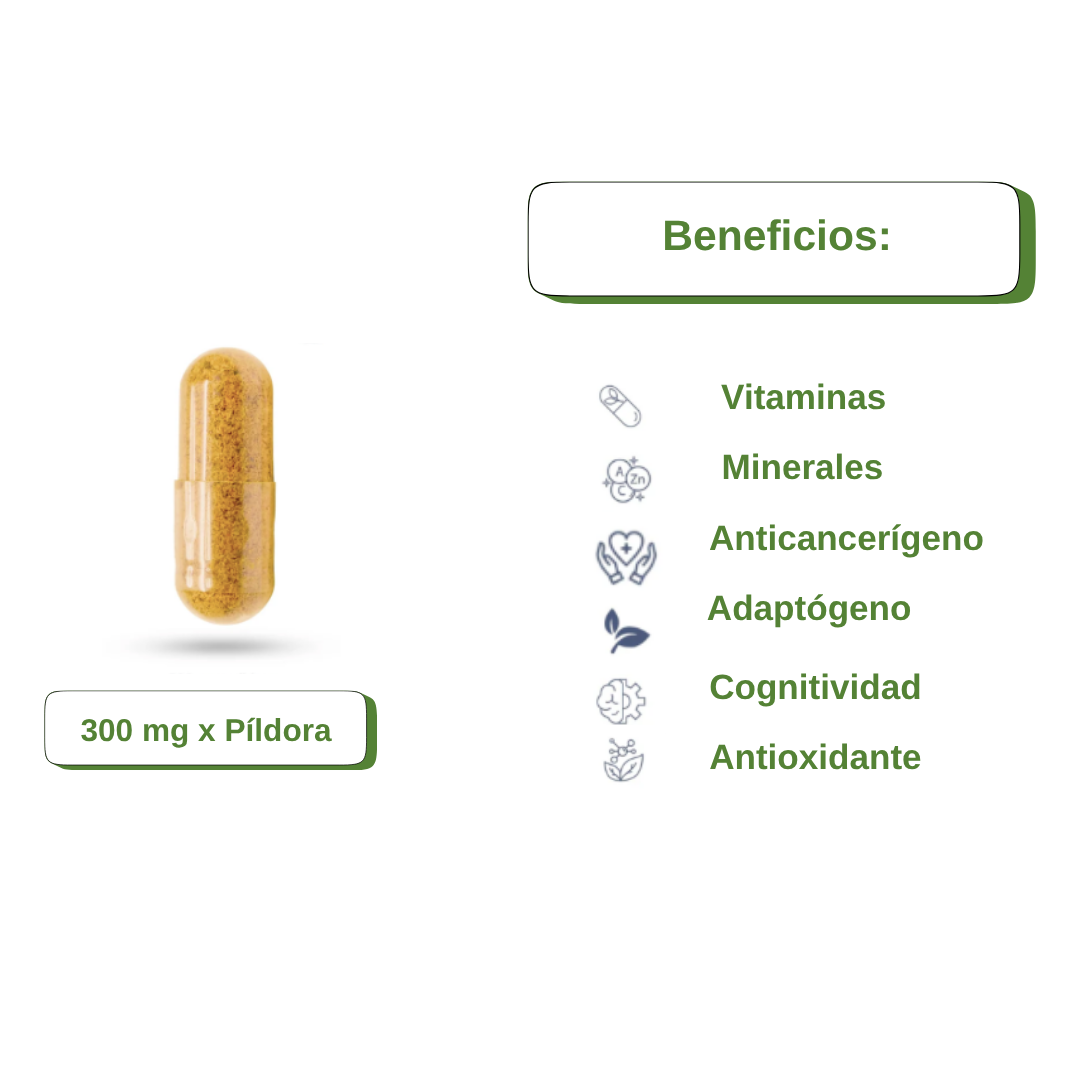Cola de Pavo- Refuerza el sistema inmunológico